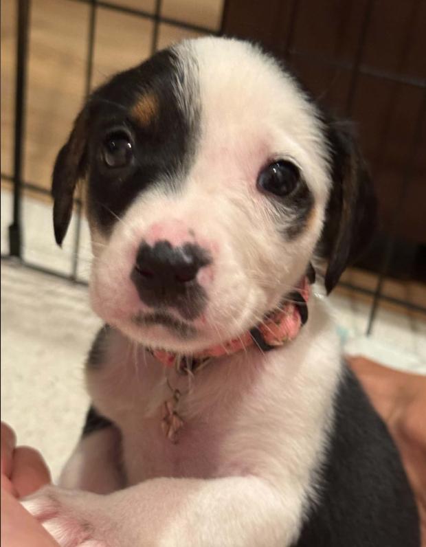Enlarge Sally, a Adoptable mixed breed in Eutawville, SC image 2/4