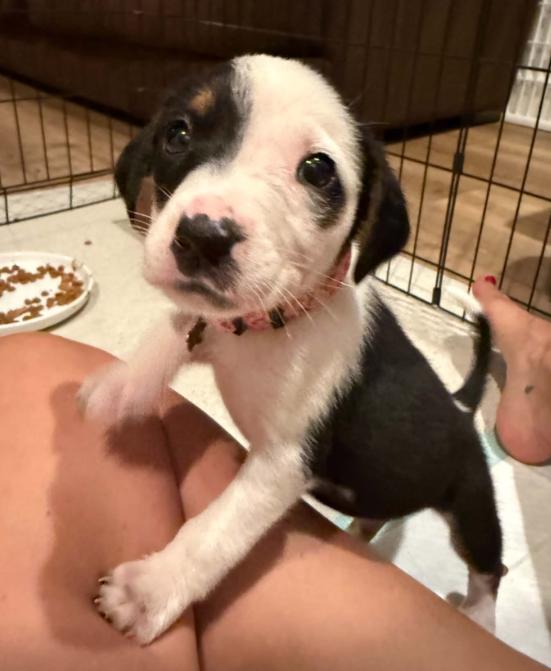 Enlarge Sally, a Adoptable mixed breed in Eutawville, SC image 3/4