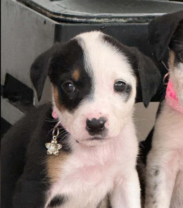 Enlarge Sally, a Adoptable mixed breed in Eutawville, SC image 1/4