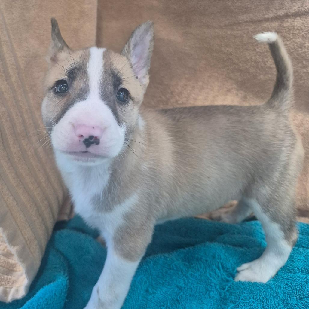 MARPLE, Adoptable, Puppy Female Bull Terrier & Mixed Breed.