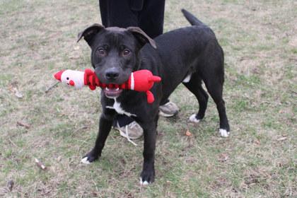 Enlarge Francois, a Adoptable mixed breed in Kansas City, MO image 1/3