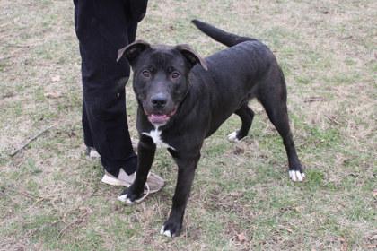 Enlarge Francois, a Adoptable mixed breed in Kansas City, MO image 2/3