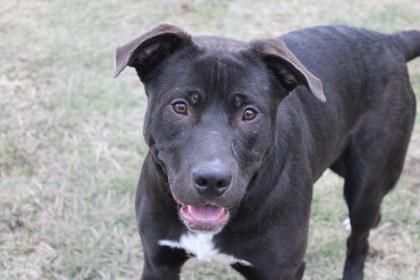 Enlarge Francois, a Adoptable mixed breed in Kansas City, MO image 3/3