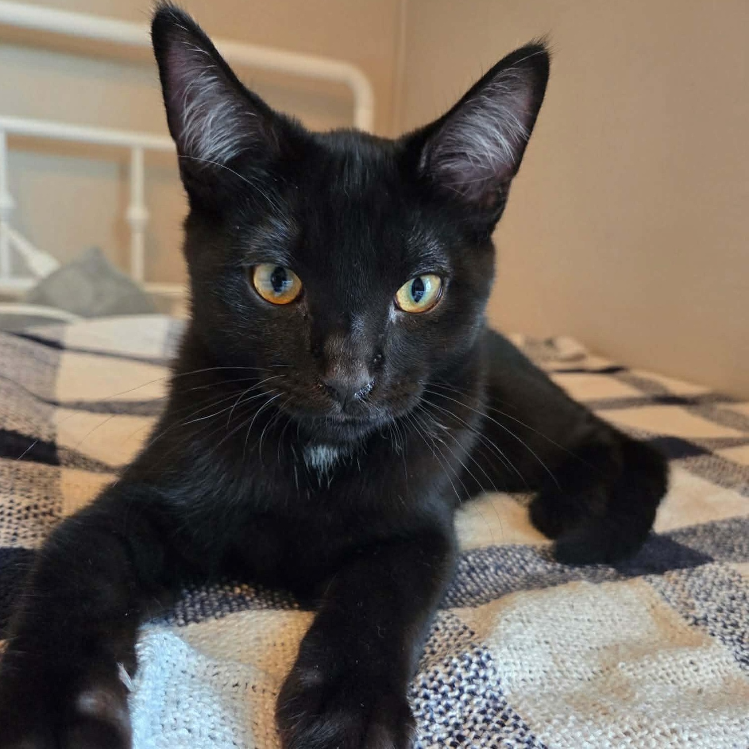Wheezy, Adoptable, Kitten Male Domestic Short Hair.