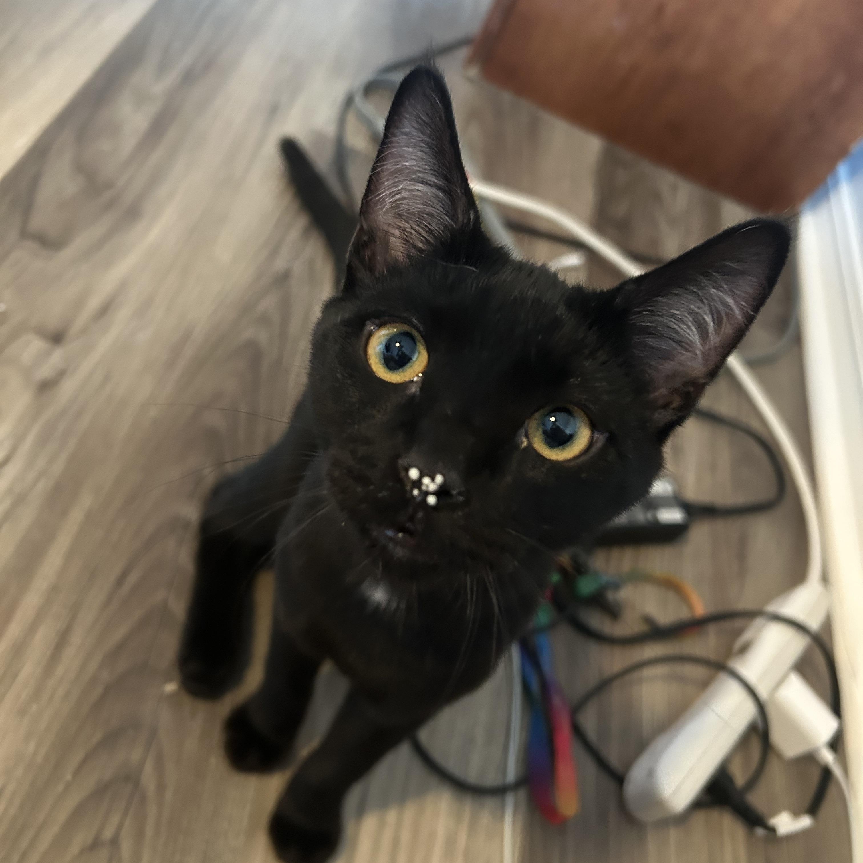 Enlarge Wheezy, a Adoptable Domestic Short Hair in Tulsa, OK image 3/4