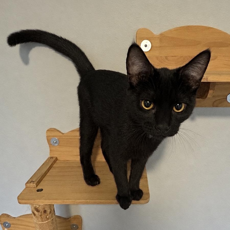 Enlarge Wheezy, a Adoptable Domestic Short Hair in Tulsa, OK image 2/4