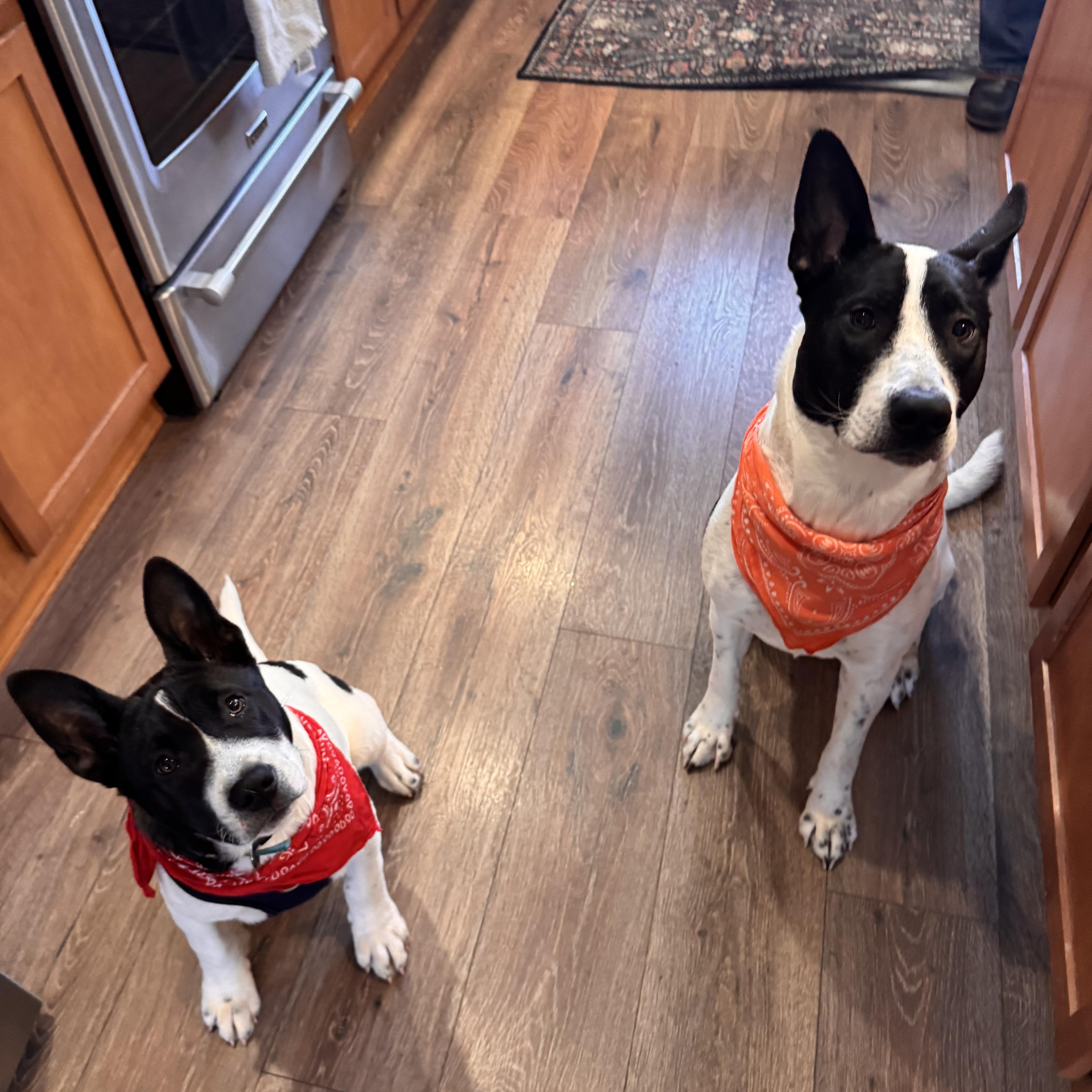 Enlarge Snoopy, a Adoptable mixed breed in Wenatchee, WA image 4/6