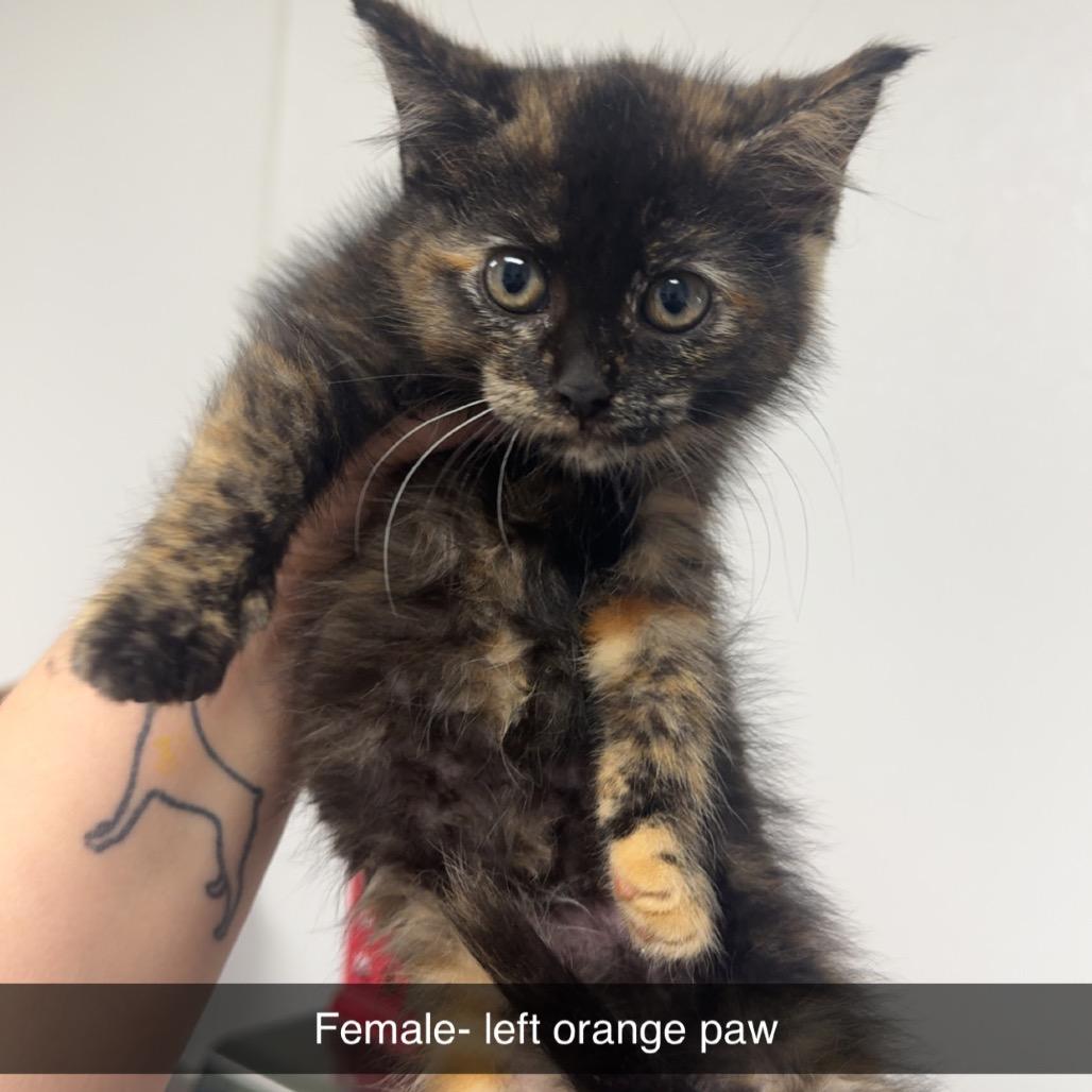 Left Orange Paw, Adoptable, Kitten Female Domestic Medium Hair.