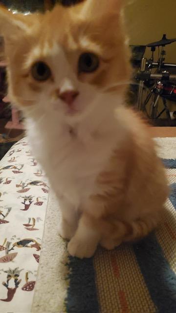 Enlarge Salaya, an adopted Domestic Medium Hair in Mansfield, TX image 1/1