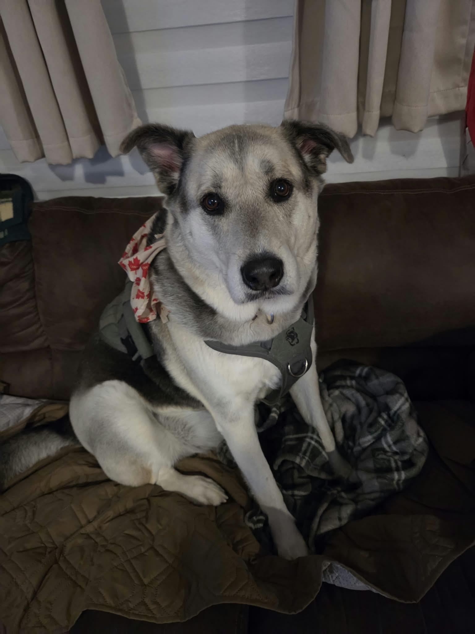 Denny, Adoptable, Adult Male German Shepherd Dog & Alaskan Malamute.