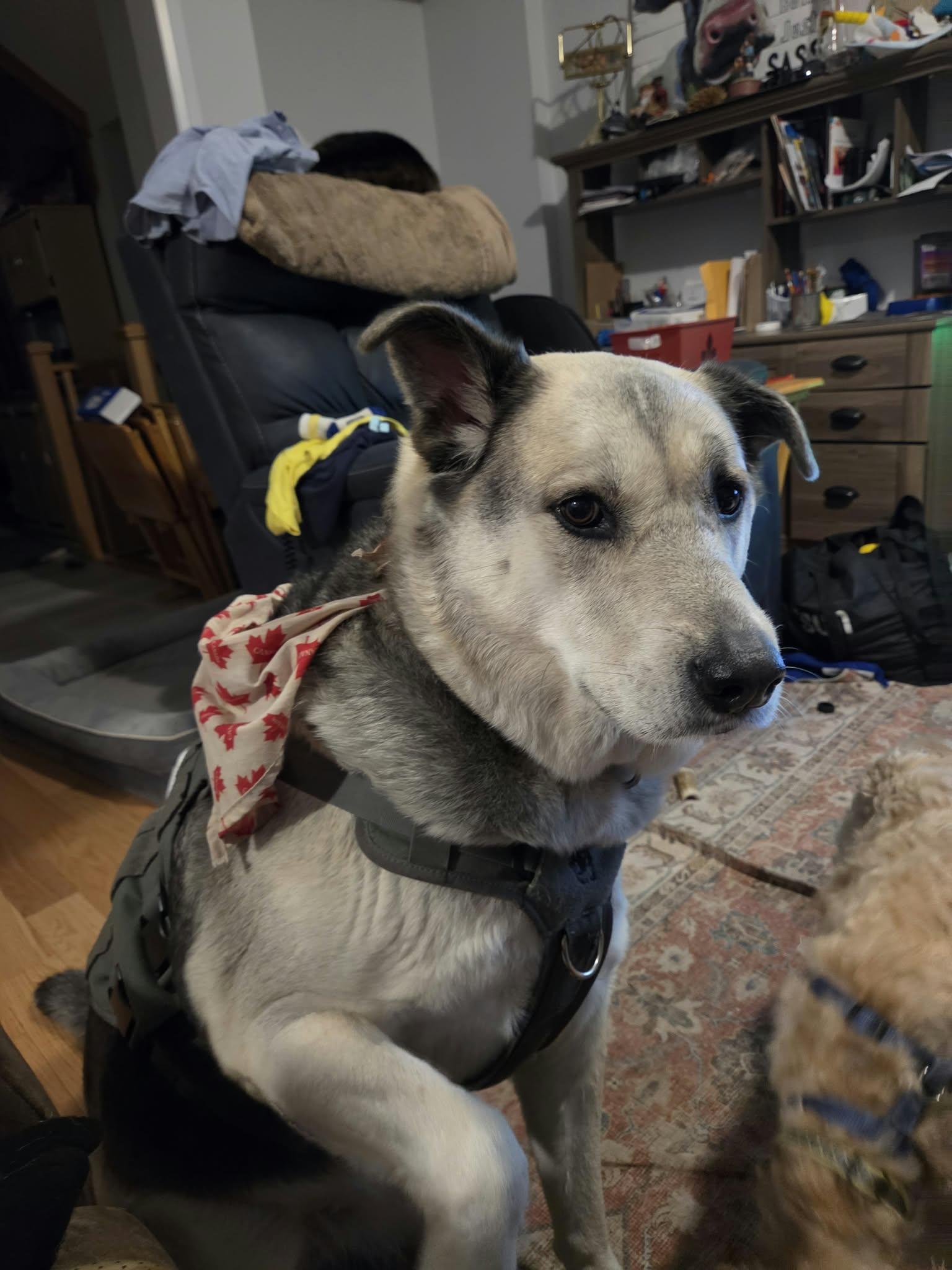 Enlarge Denny, a Adoptable mixed breed in Appin, ON image 3/5