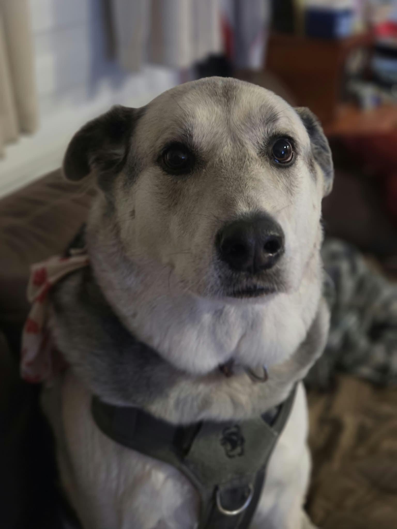 Enlarge Denny, a Adoptable mixed breed in Appin, ON image 5/5
