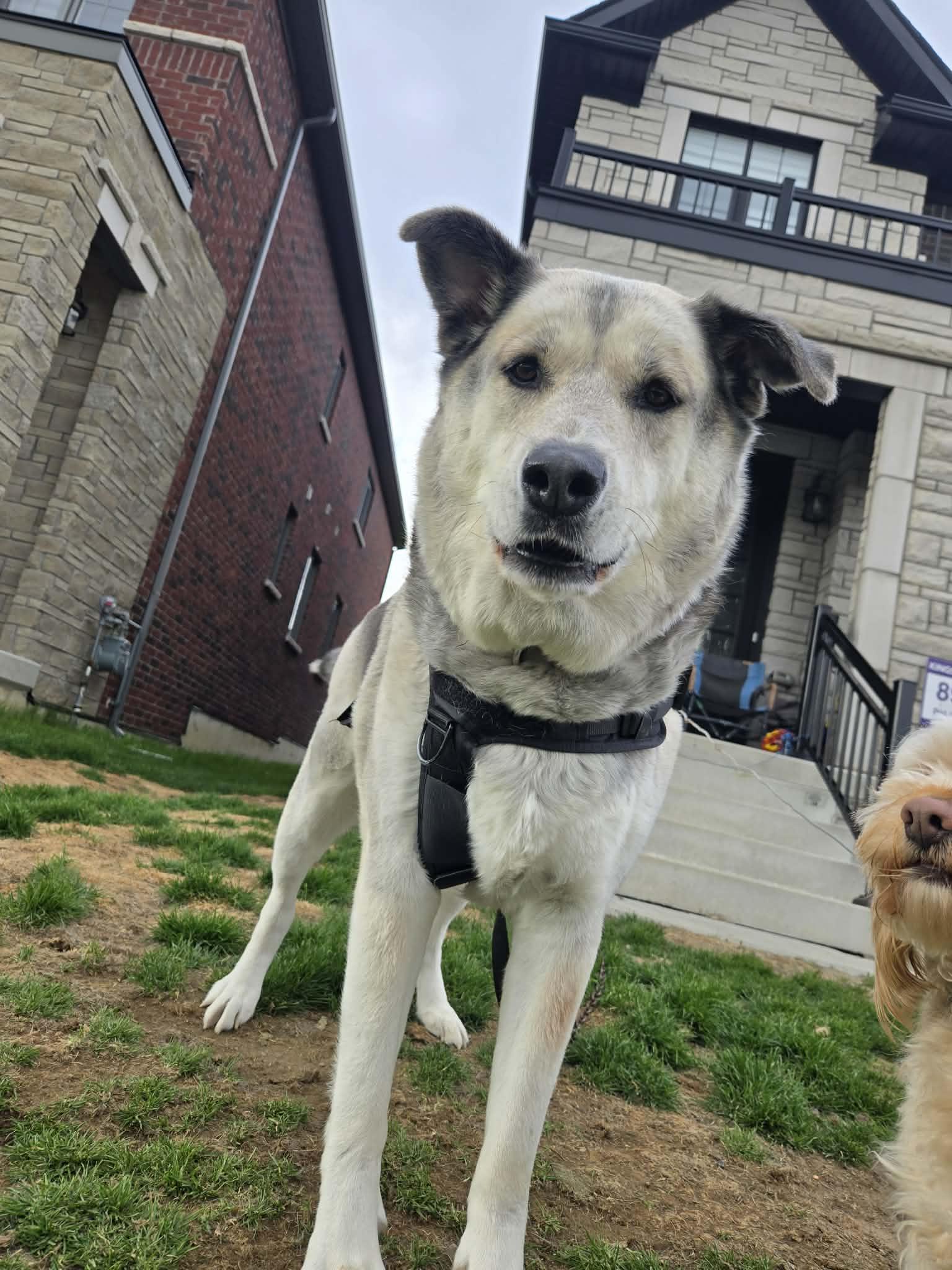 Denny, ADOPTABLE, Adult Male German Shepherd Dog & Alaskan Malamute.