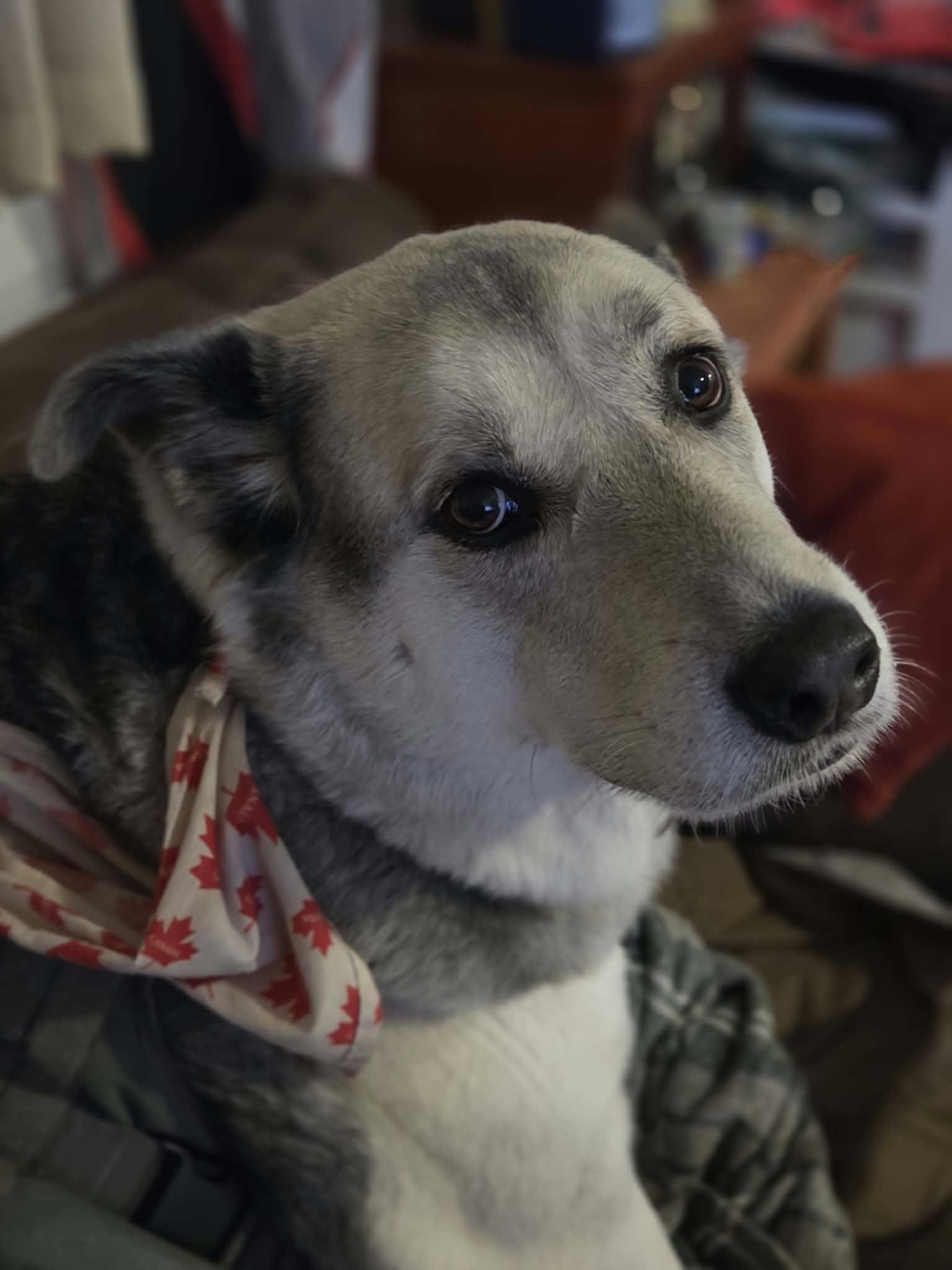 Enlarge Denny, a Adoptable mixed breed in Appin, ON image 4/5