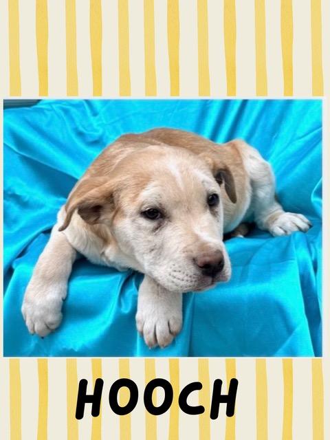 Hooch Spirits thumbnail 5