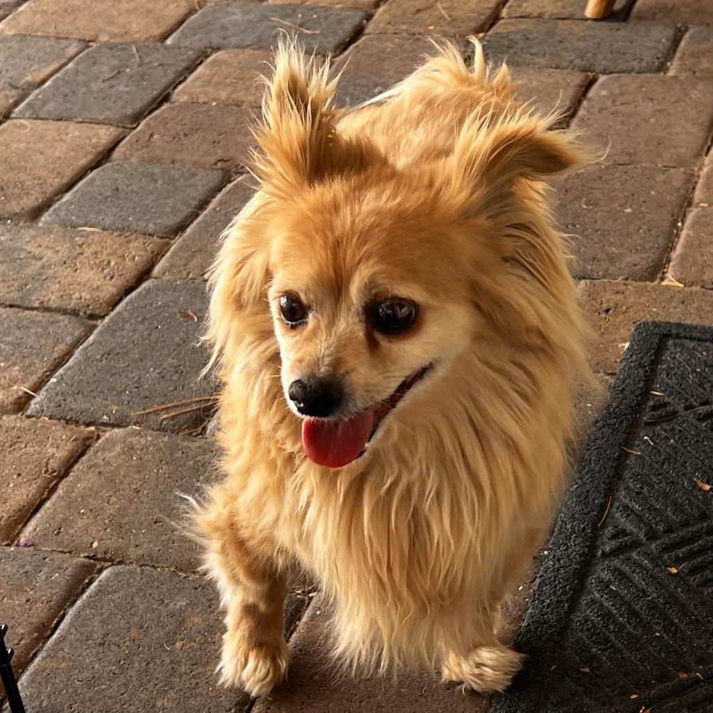 Enlarge Eclipse, a Adoptable Pomeranian in Las Vegas, NV image 1/5