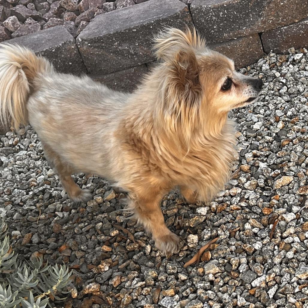 Enlarge Eclipse, a Adoptable Pomeranian in Las Vegas, NV image 2/5