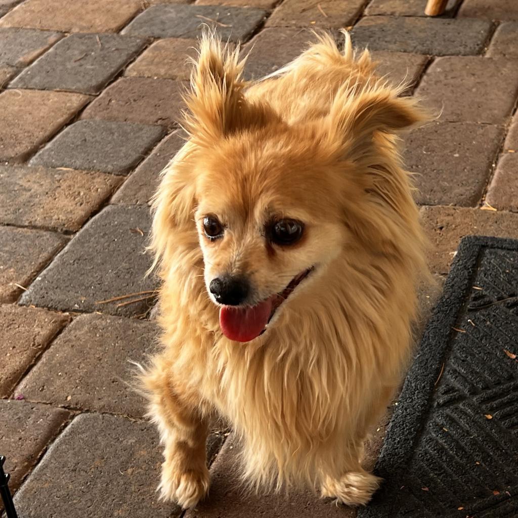 Enlarge Eclipse, a Adoptable Pomeranian in Las Vegas, NV image 3/5