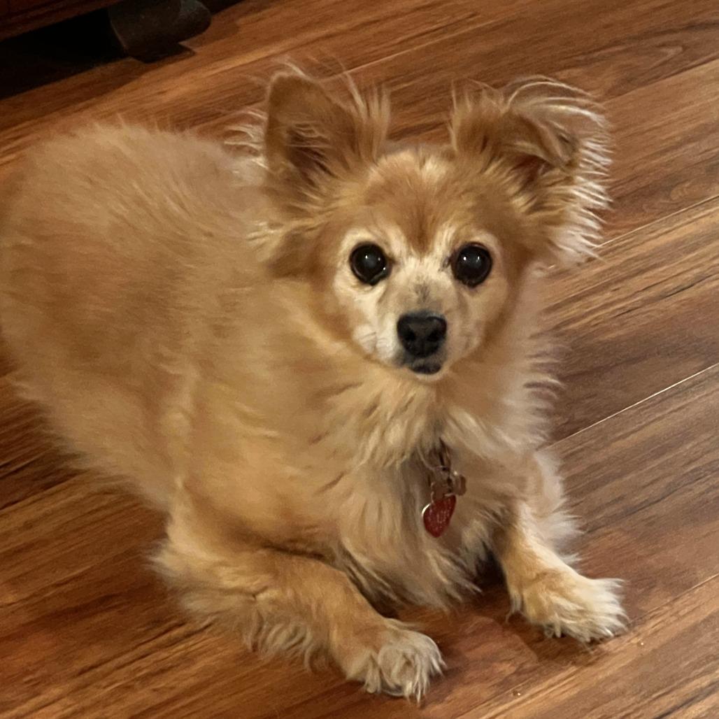 Enlarge Eclipse, a Adoptable Pomeranian in Las Vegas, NV image 4/5