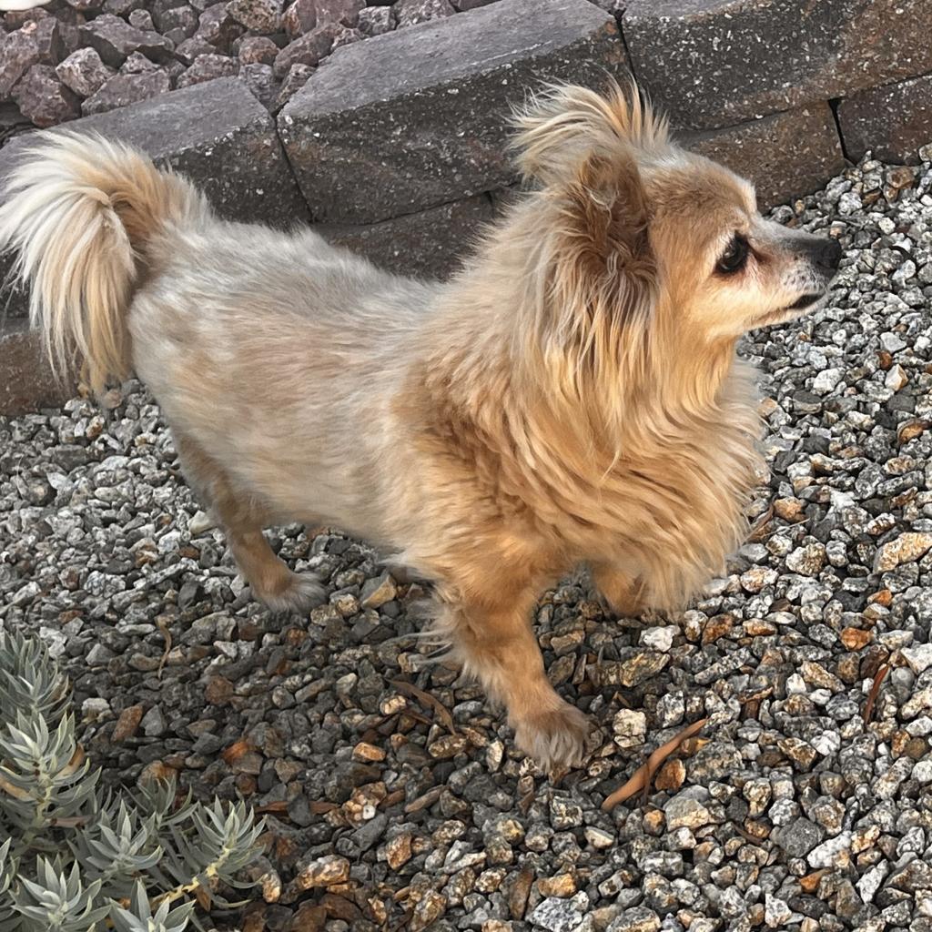 Enlarge Eclipse, a Adoptable Pomeranian in Las Vegas, NV image 5/5