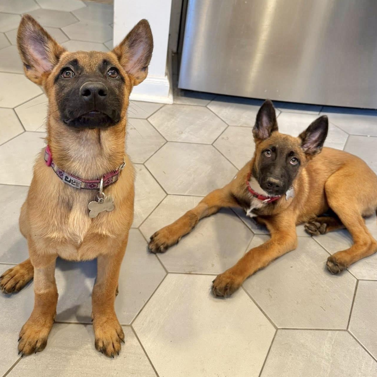 Enlarge Kora, a ADOPTABLE Belgian Shepherd / Malinois in Hillsborough, NJ image 5/5