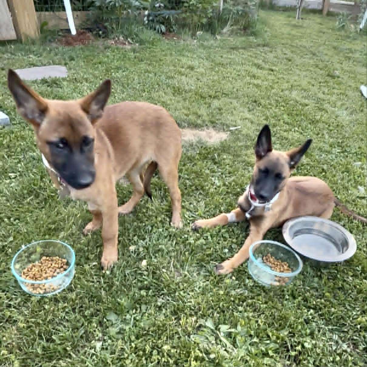 Enlarge Kora, a ADOPTABLE Belgian Shepherd / Malinois in Hillsborough, NJ image 3/5