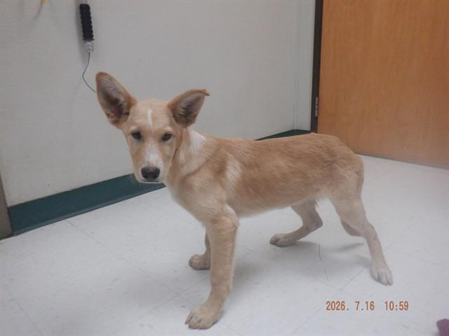 Enlarge DUDLEY, a Adoptable mixed breed in Oroville, CA image 1/1