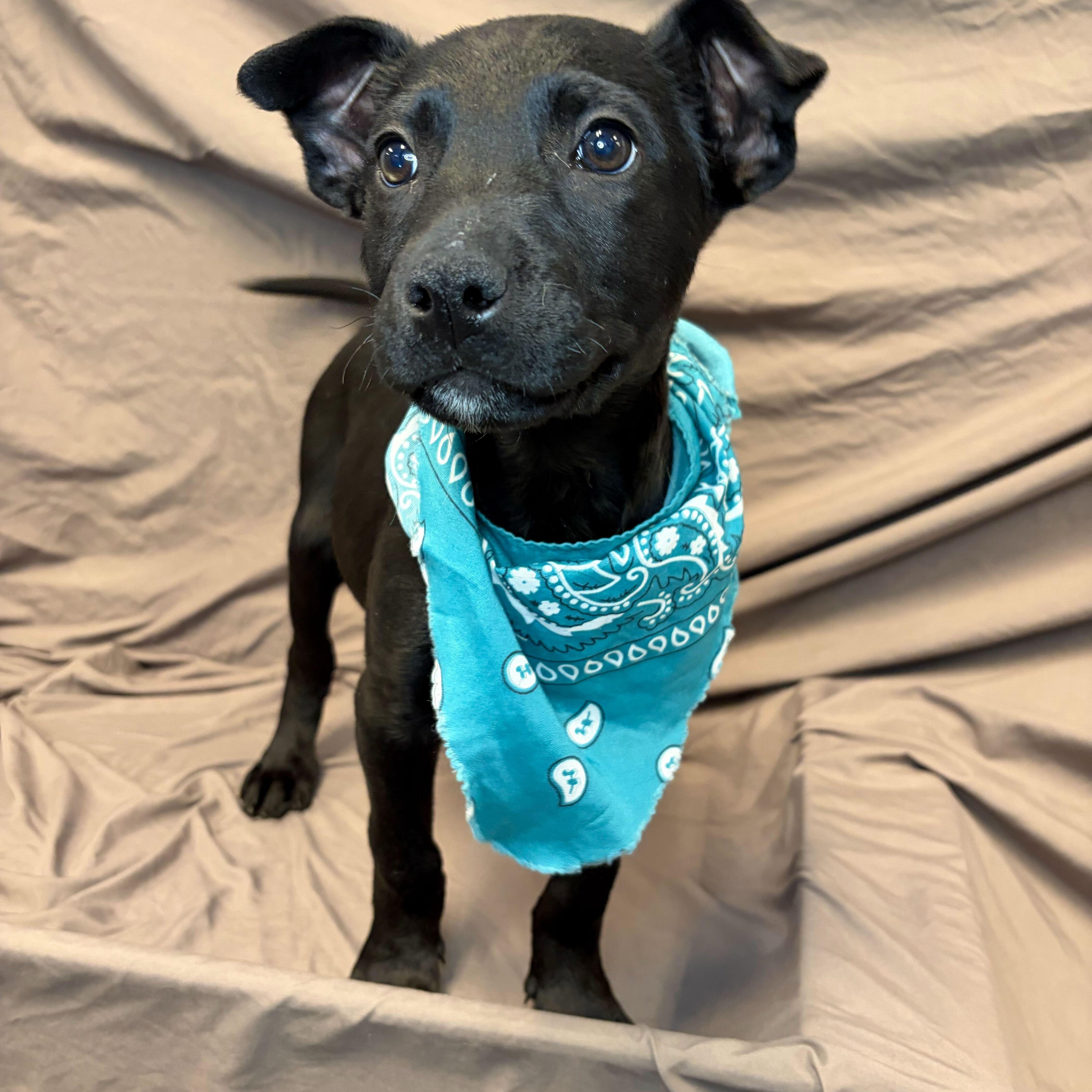 Nancy, adoptable, Puppy Female Mixed Breed.