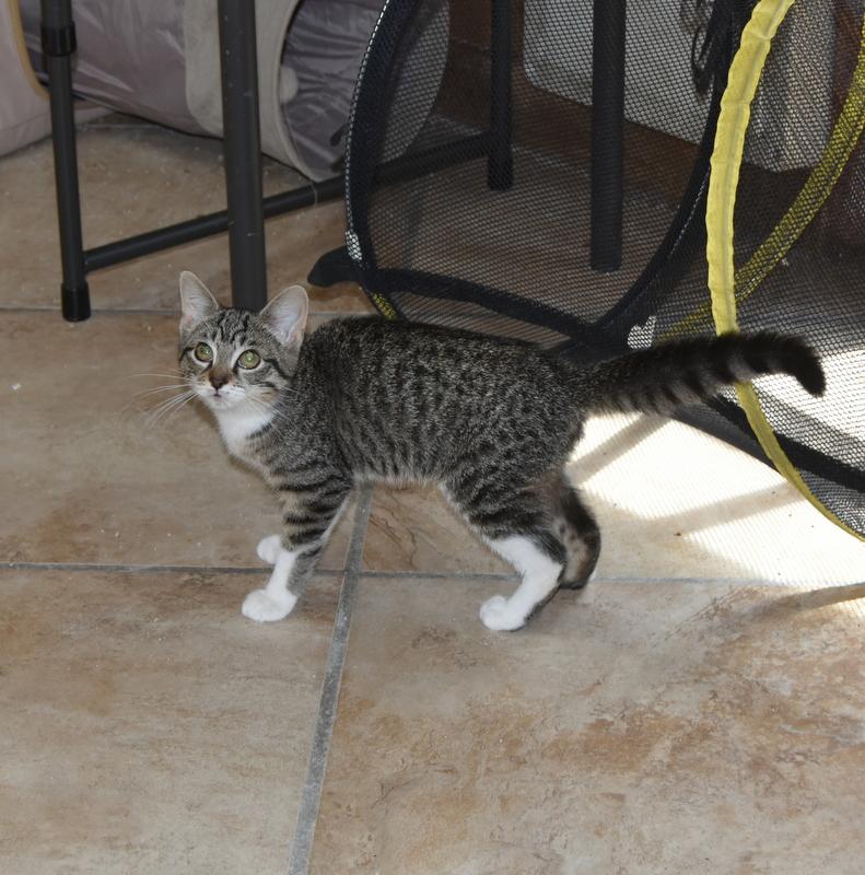 Rem (Lisa-Fostered in New England) photo 2