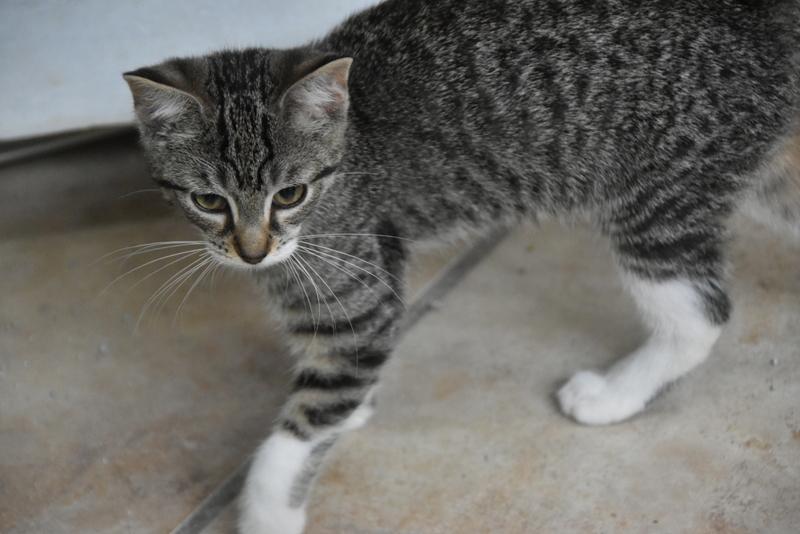 Rem (Lisa-Fostered in New England) 3