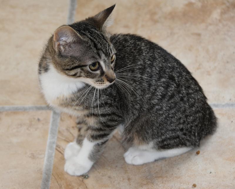 Rem (Lisa-Fostered in New England) 5