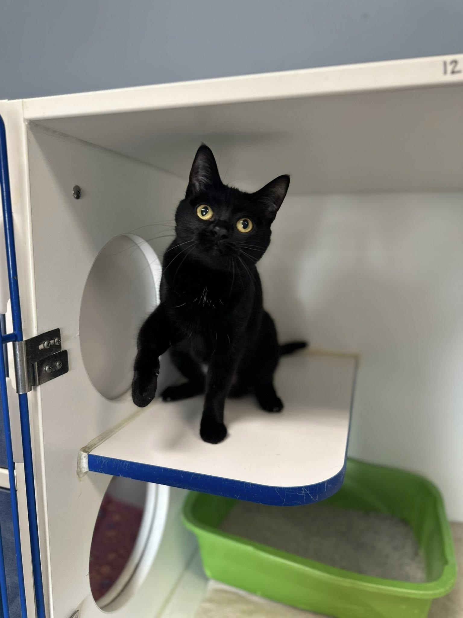 Nadine, ADOPTABLE, Adult Female Domestic Short Hair.