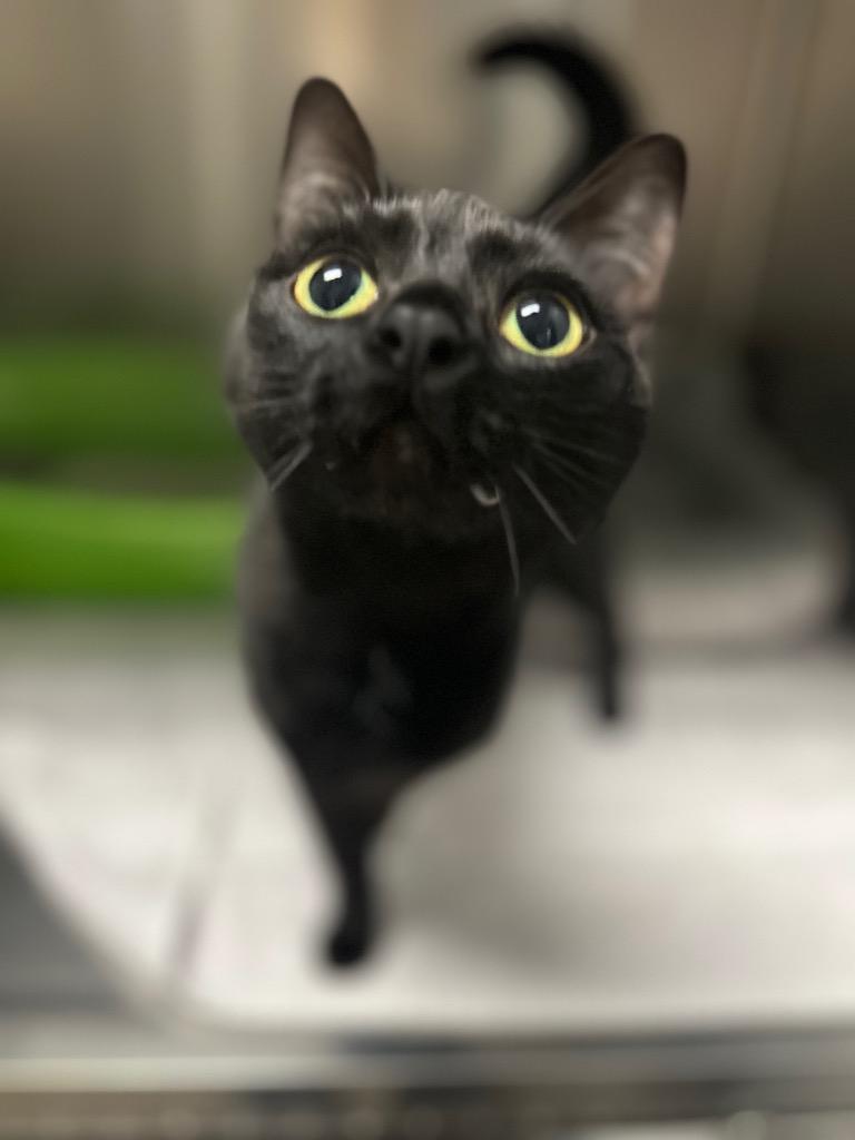 Enlarge Nadine, a ADOPTABLE Domestic Short Hair in Clinton, IL image 2/2