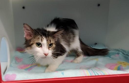 PAM, Adoptable, Adult Female Domestic Long Hair.