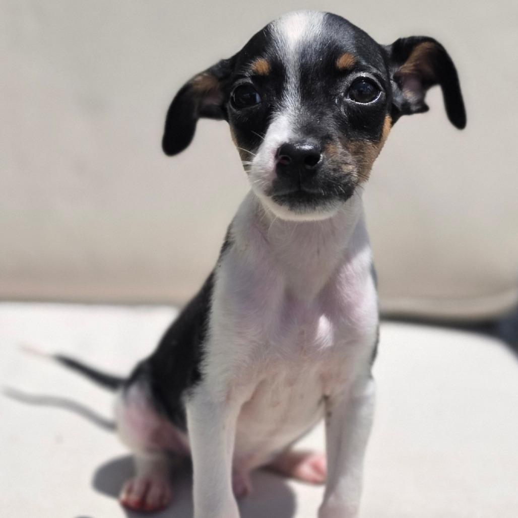 Manny, ADOPTABLE, Puppy • Male, Rat Terrier & Dachshund.