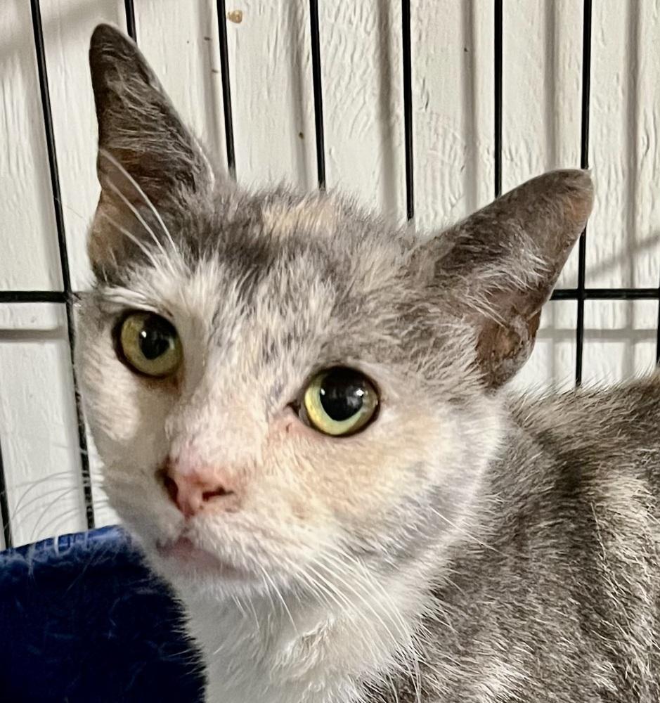 Rose, Adoptable, Adult Female Domestic Short Hair.