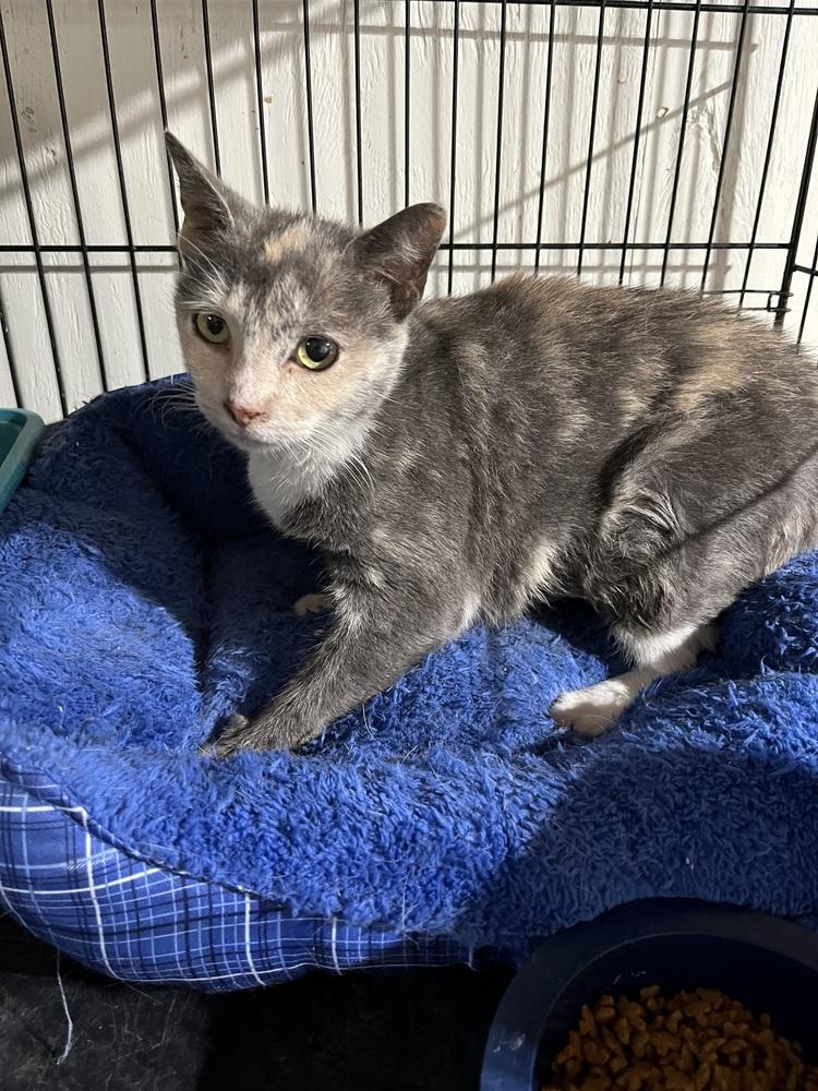 Enlarge Rose, a Adoptable mixed breed in Franklin, WV image 2/4