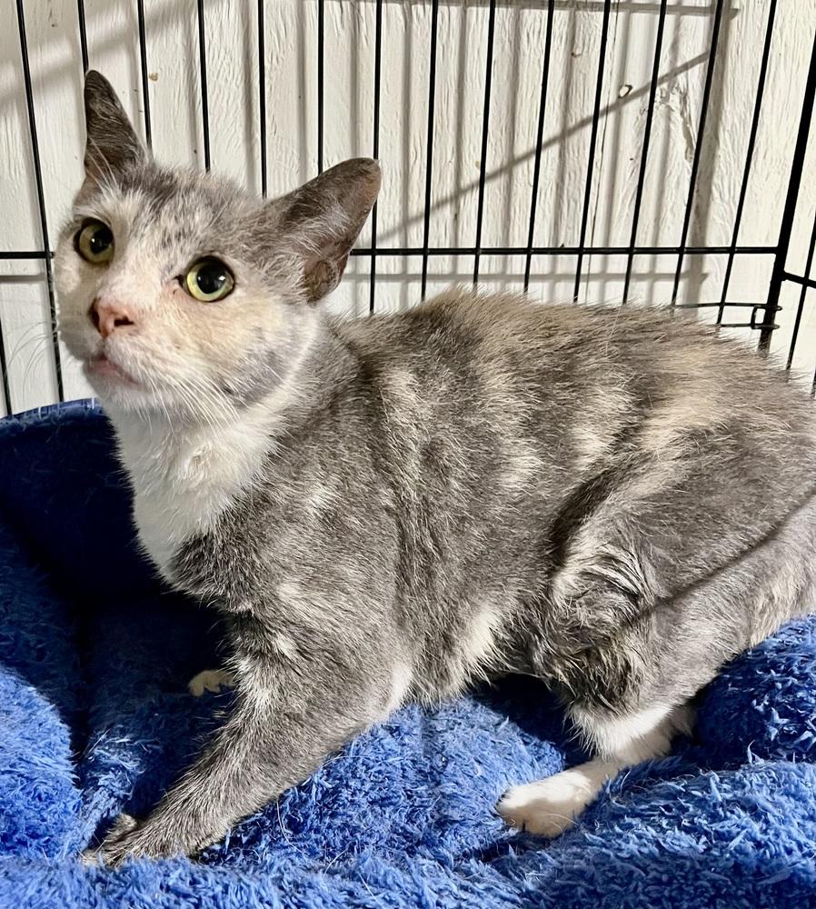 Enlarge Rose, a Adoptable mixed breed in Franklin, WV image 3/4