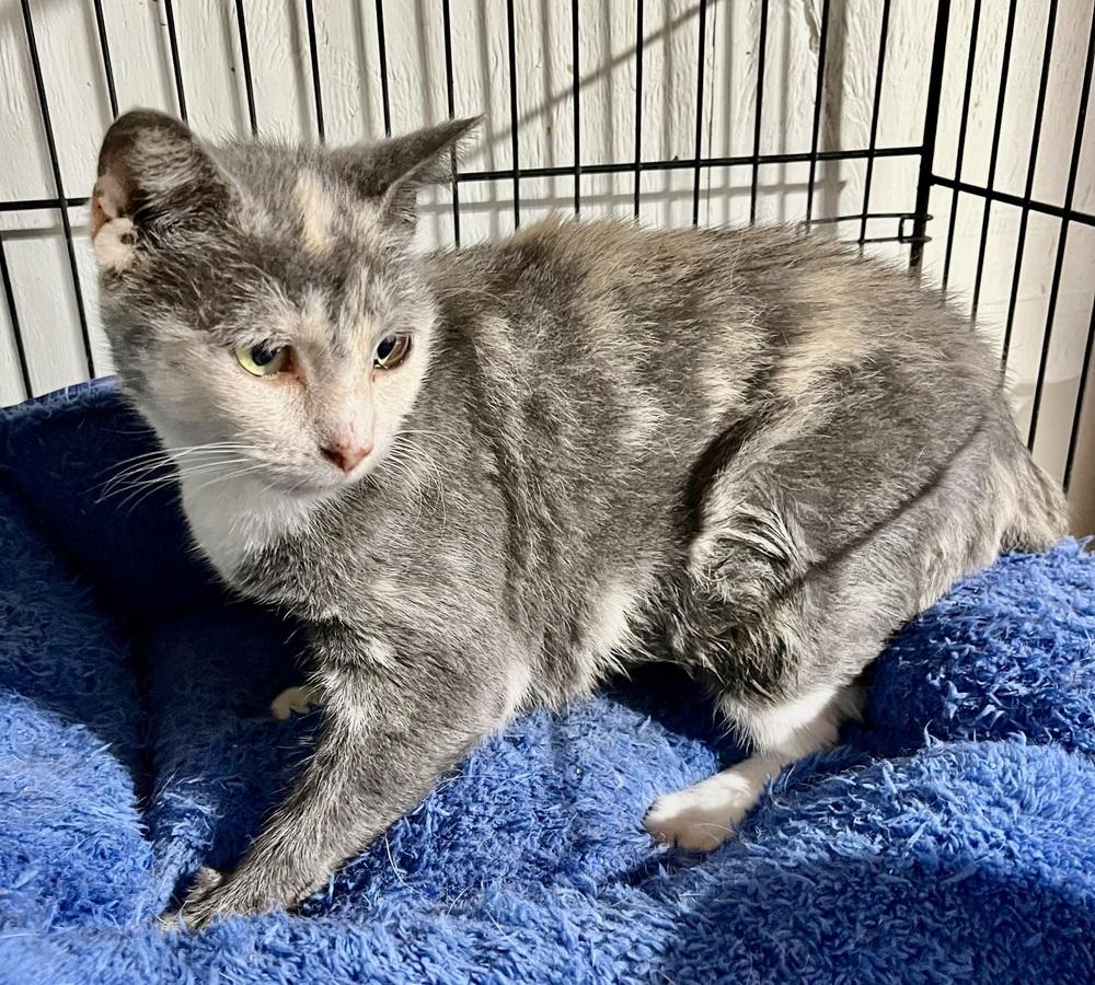 Enlarge Rose, a Adoptable mixed breed in Franklin, WV image 4/4