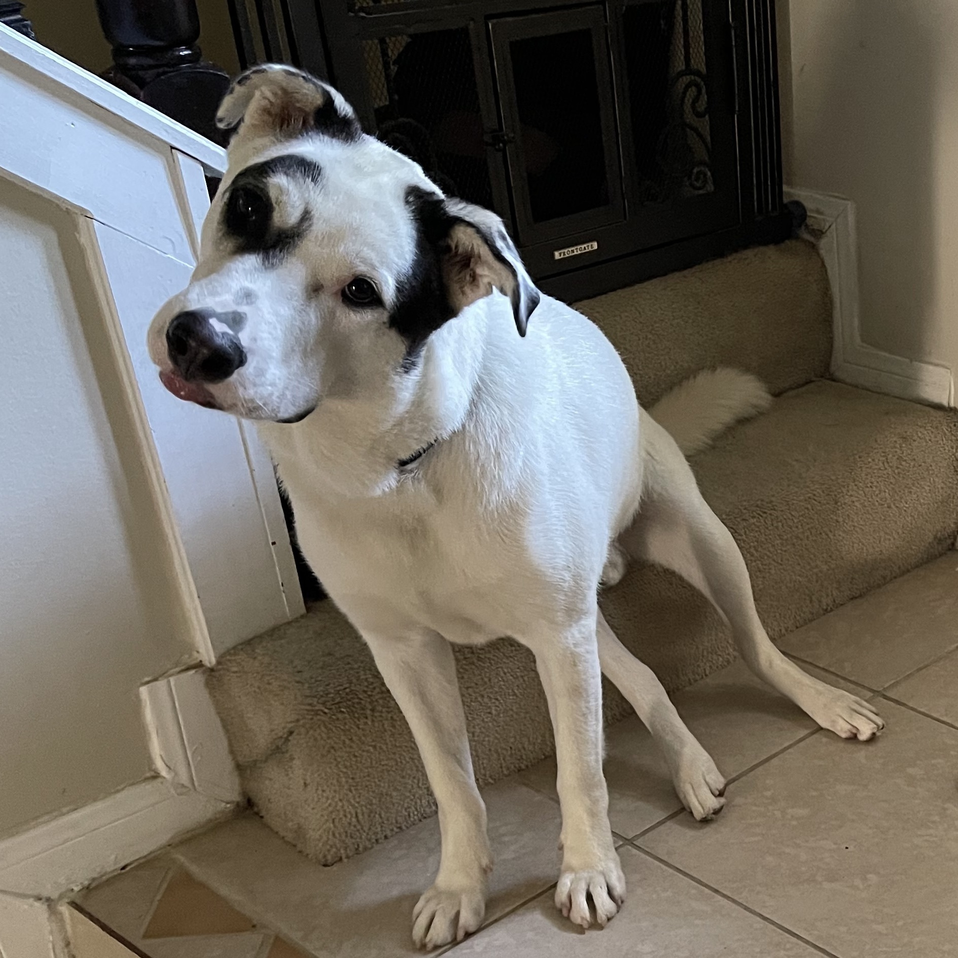 MOKO (bonded with Coco), a Adoptable mixed breed in Portland, OR image 5/12