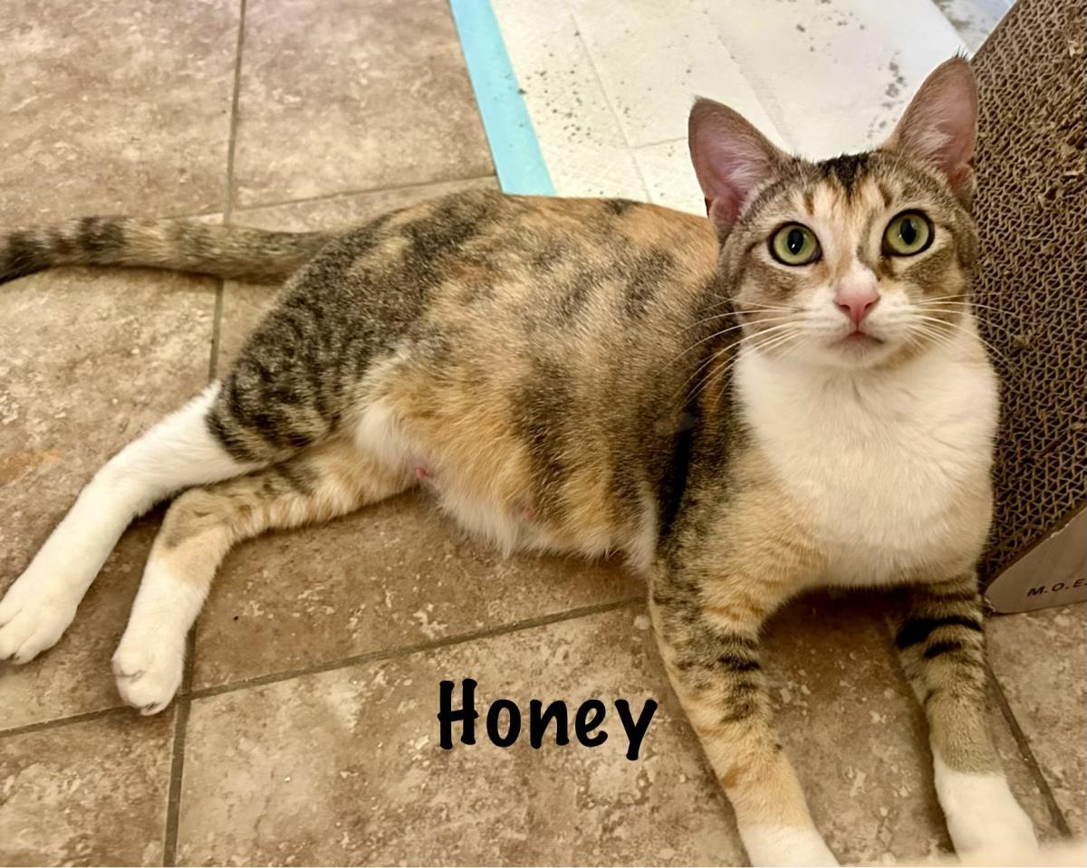 Honey, Adoptable, Young Female Domestic Short Hair & Dilute Calico.