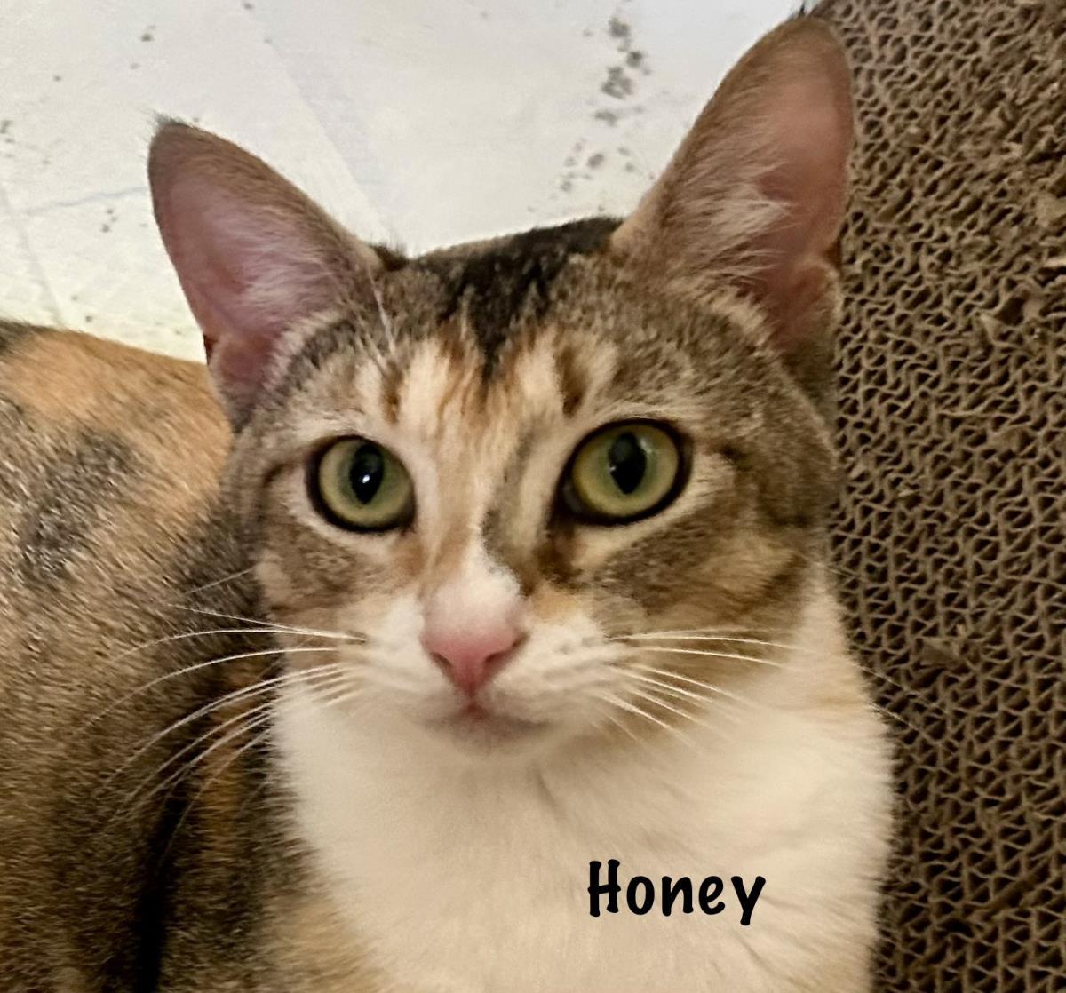 Honey, a Adoptable mixed breed in St. Augustine, FL image 2/3
