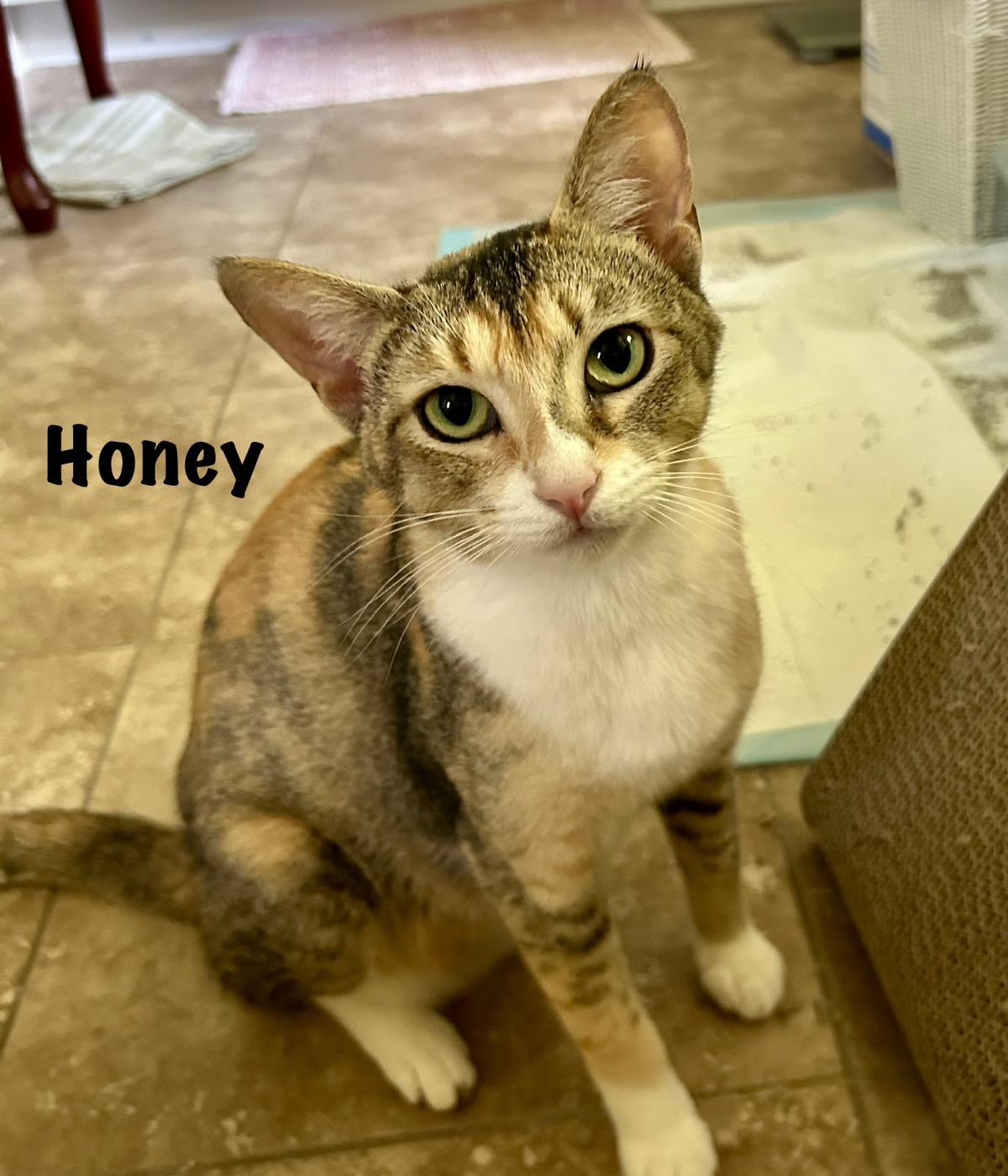 Honey, a Adoptable mixed breed in St. Augustine, FL image 3/3