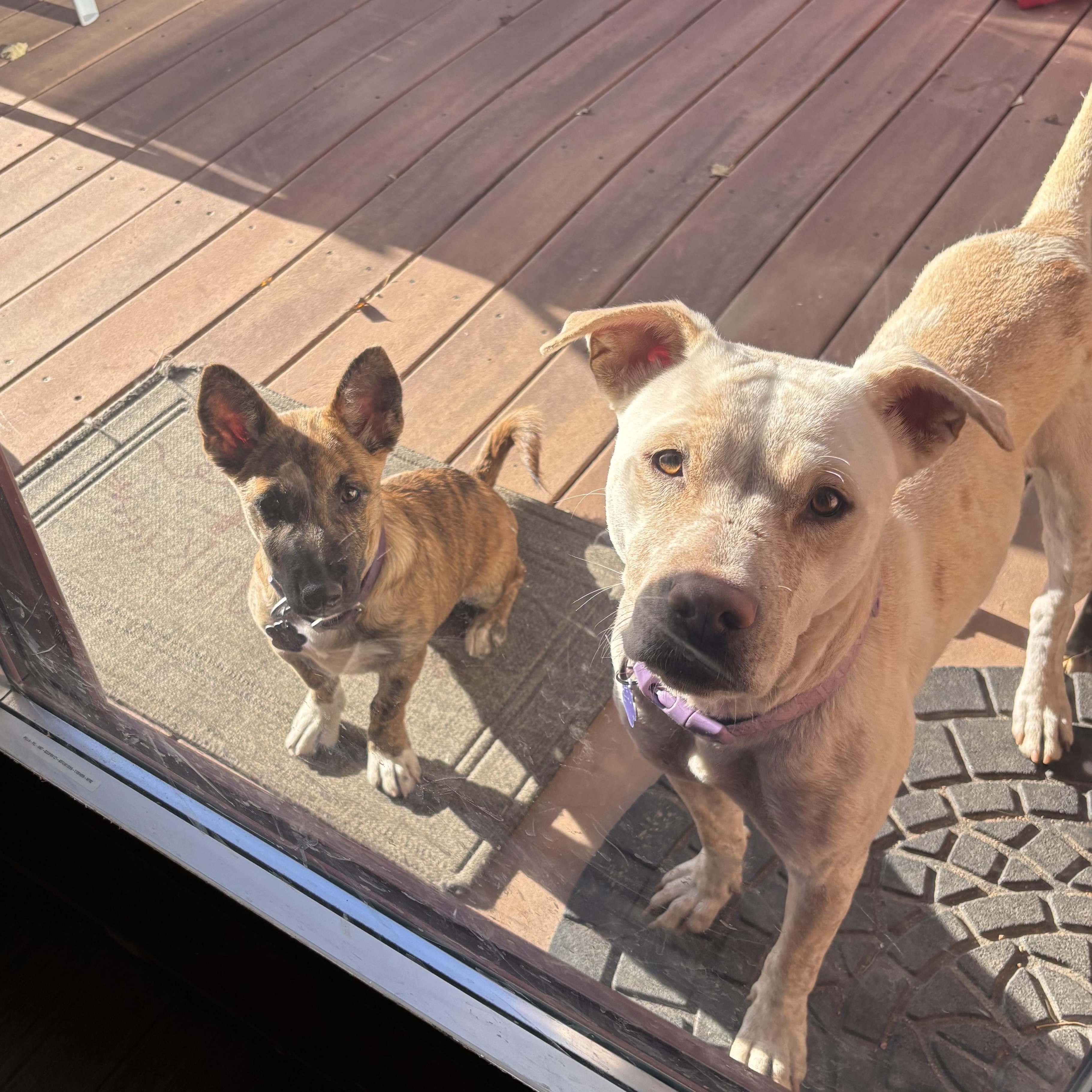 Lily, a Adoptable mixed breed in Estes Park, CO image 3/6