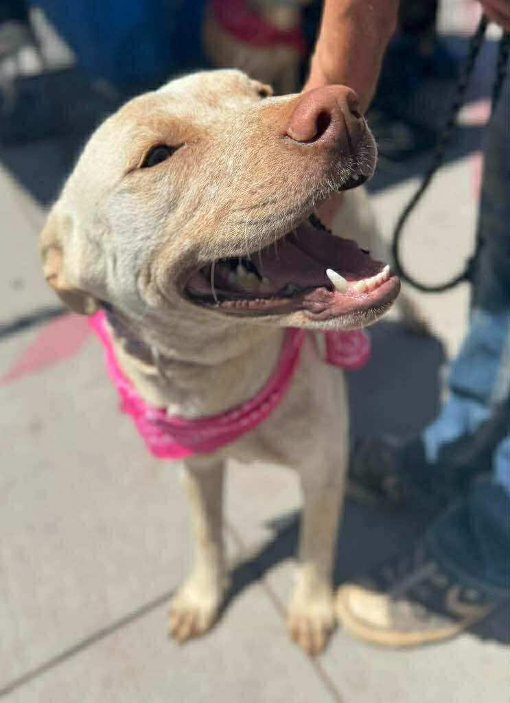 Lily, Adoptable, Young Female Pit Bull Terrier & Australian Cattle Dog / Blue Heeler.