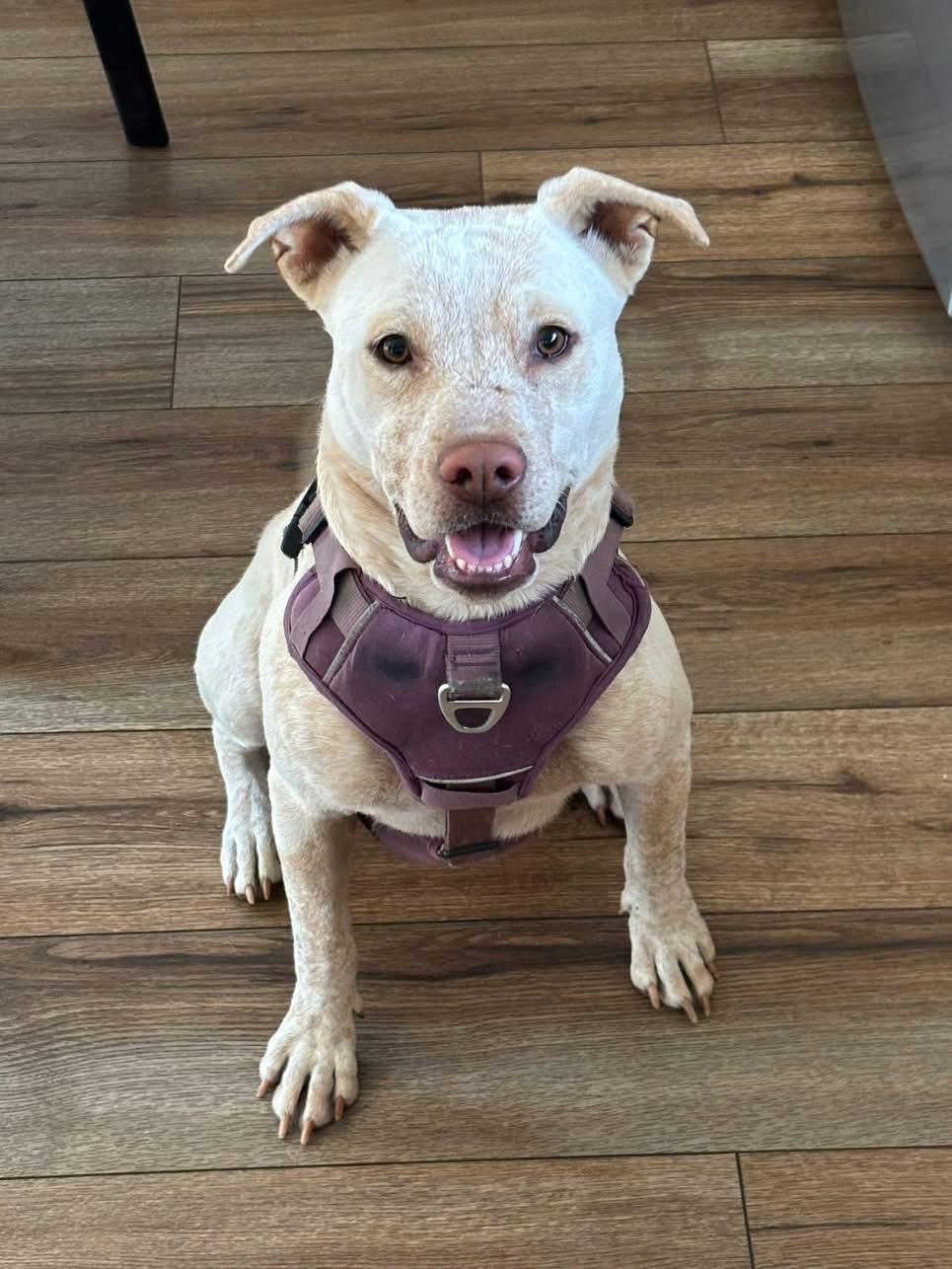 Lily, a Adoptable mixed breed in Estes Park, CO image 2/6