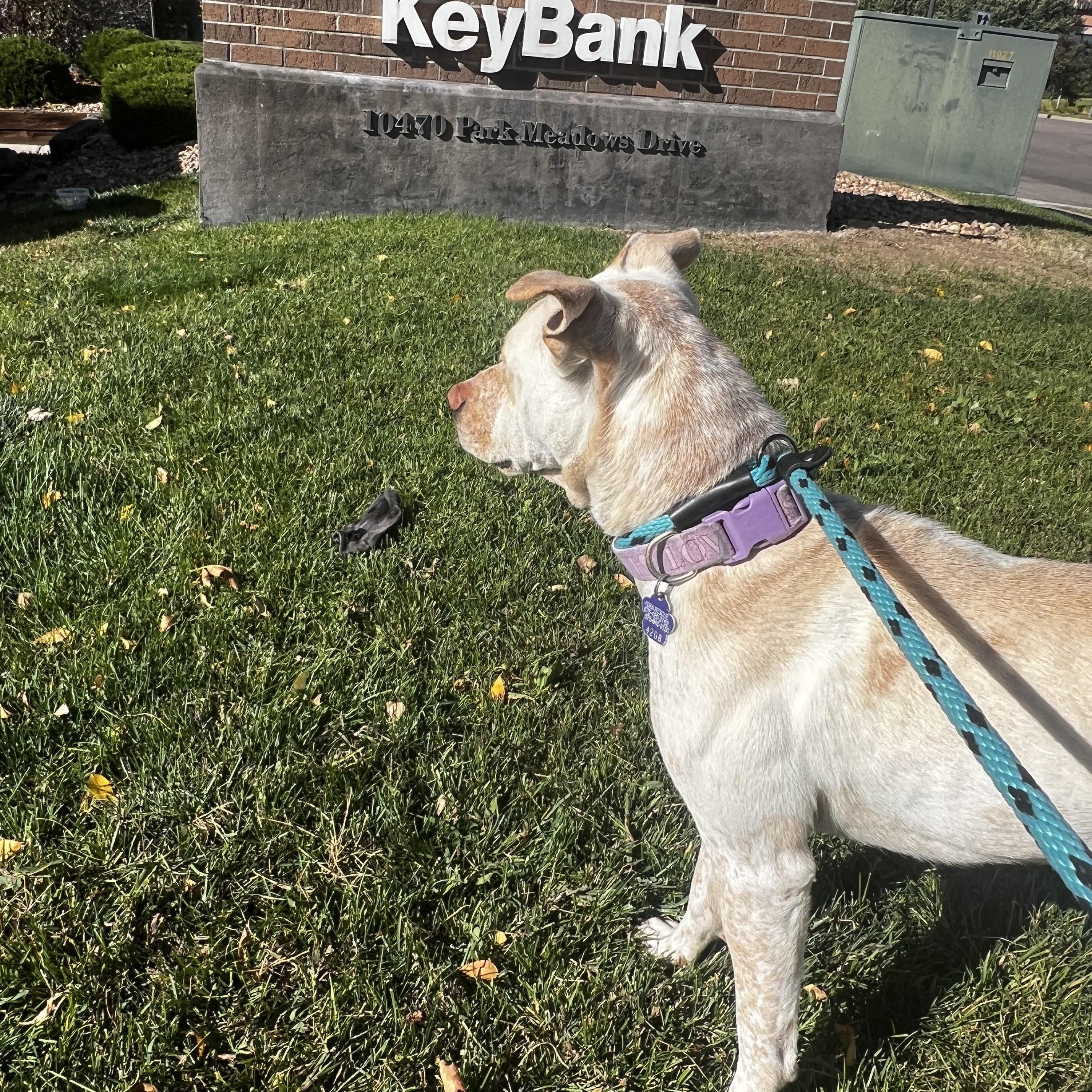 Lily, a Adoptable mixed breed in Estes Park, CO image 5/6