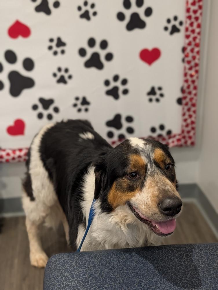 Chester Mays-4722 Cosby, TN, Adoptable, Adult Male Australian Shepherd.