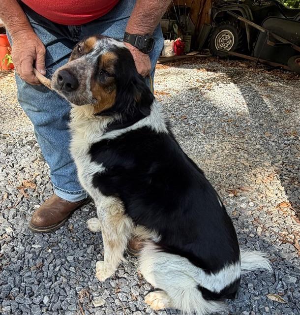 Chester Mays-4722 Cosby, TN, a Adoptable mixed breed in Maryville, TN image 2/6
