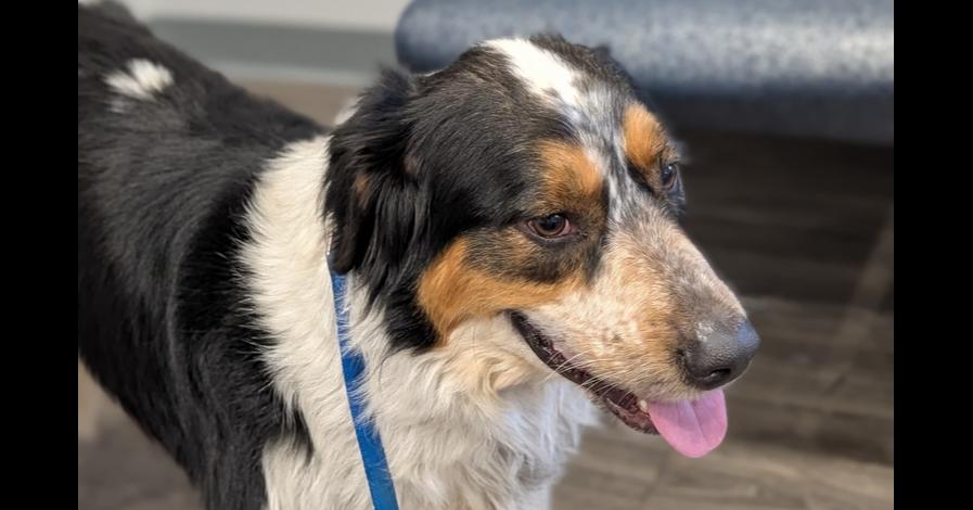 Chester Mays-4722 Cosby, TN, a Adoptable mixed breed in Maryville, TN image 3/6